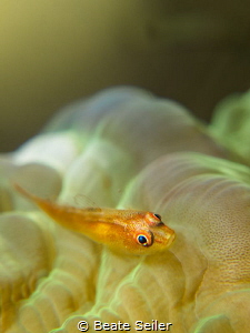 small goby by Beate Seiler 